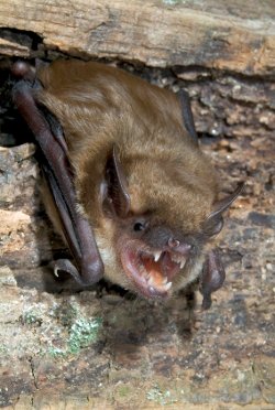 big brown bat photo