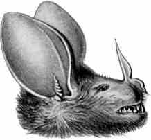 Big Eared Woolly Bat Phyllostomidae