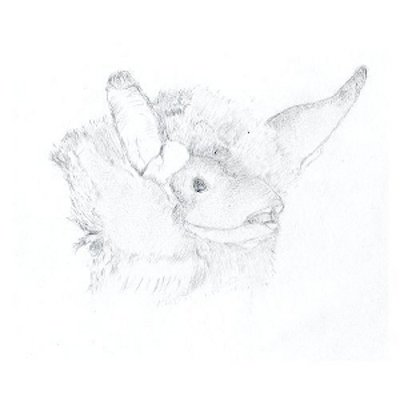 Online drawing of a natter's bat