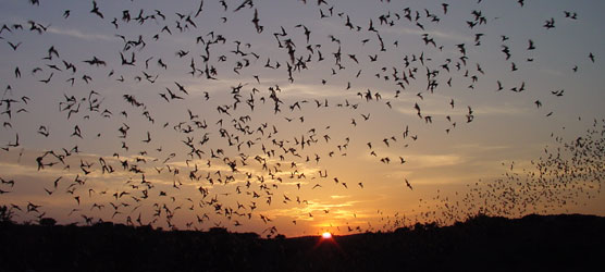 Mexican free-tailed bats at Carlsbard Caverns